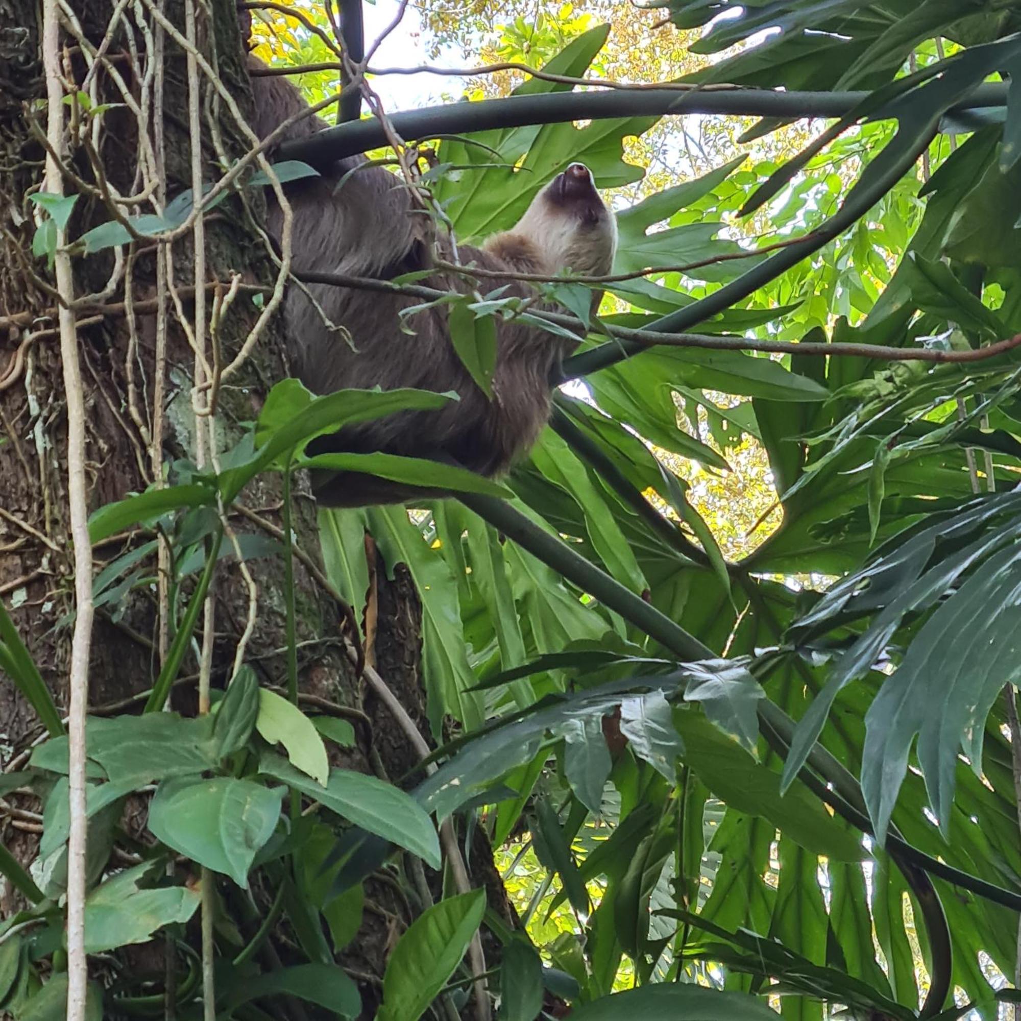 Puerto Viejo de Talamanca El Jardin De Playa Negraヴィラ エクステリア 写真