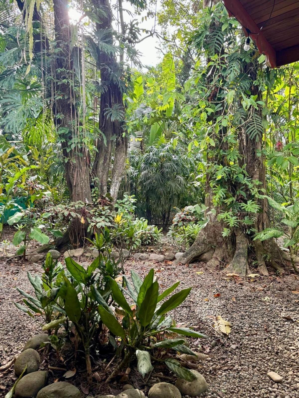 Puerto Viejo de Talamanca El Jardin De Playa Negraヴィラ エクステリア 写真