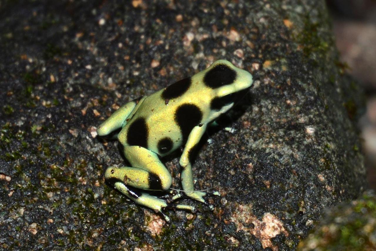 Puerto Viejo de Talamanca El Jardin De Playa Negraヴィラ エクステリア 写真